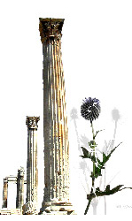 Vitrine EL NATURALISTA 1